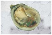 Oysters, Shigokus, 60 Ct, Avg 10# Cs, Ref