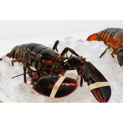 Live New England Lobster, 4-6 lb avg , 10 lb case, approximately 2 Lobsters