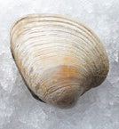 Clam, Cherrystone, Wild, 100 Ct, Fresh
