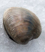 Clam, Quahog, Wild, 100 Ct, Fresh
