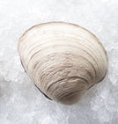 Clam, Topneck, Wild, 100 Ct, Fresh