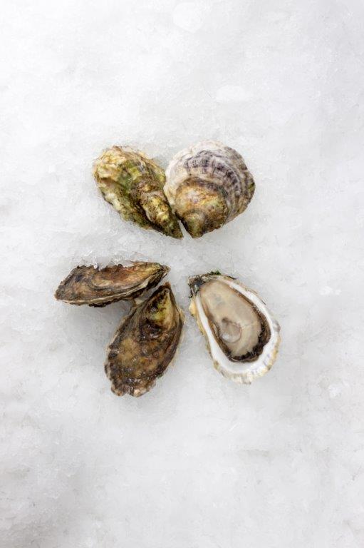 Oyster, Standish Shore, In Shell, Farmed, 100 Ct, Fresh